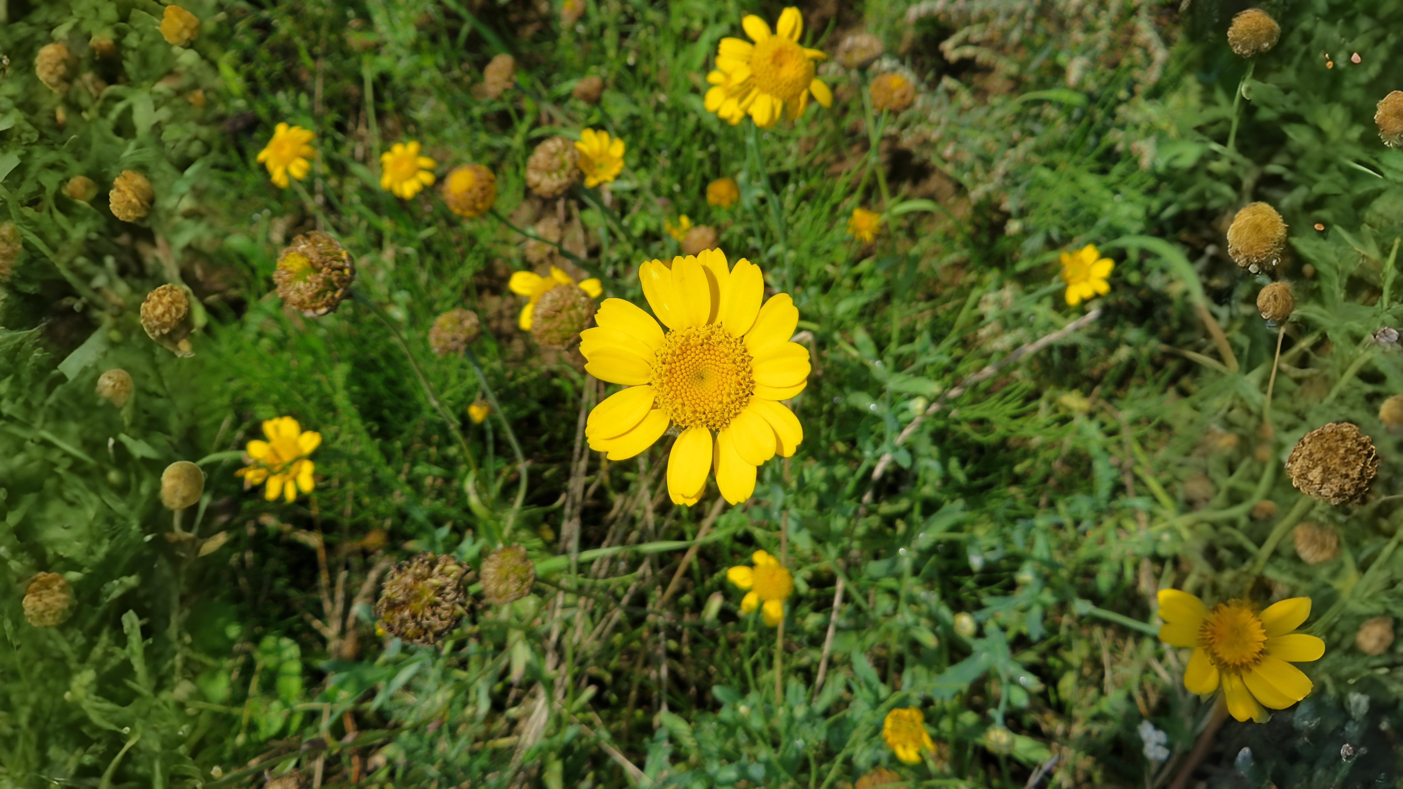 14-July Lost Cornfield Flowers & London’s Last Wild Orchids Section Image