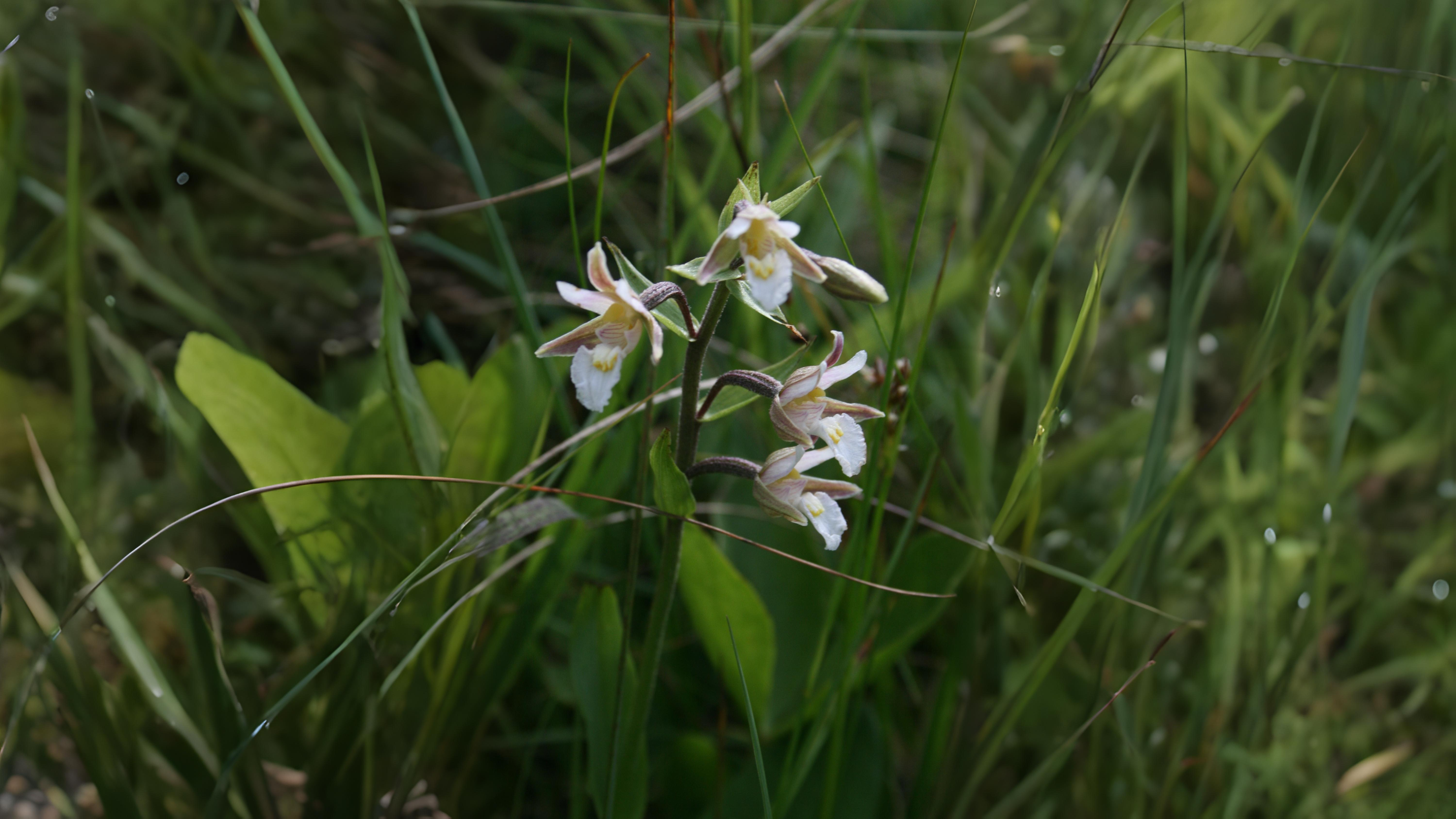 14-July Lost Cornfield Flowers & London’s Last Wild Orchids Section Image
