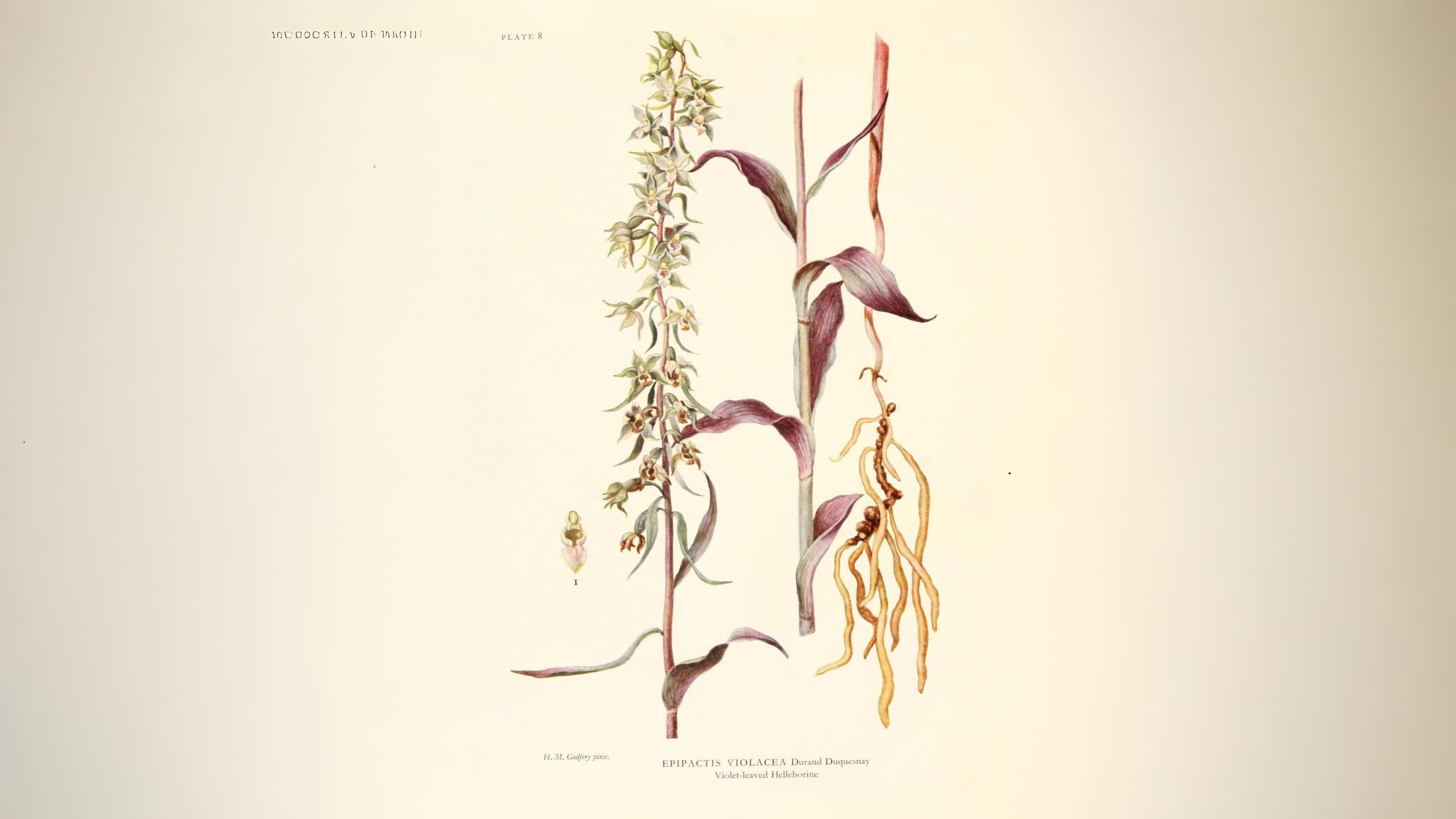 14-July Lost Cornfield Flowers & London’s Last Wild Orchids Section Image