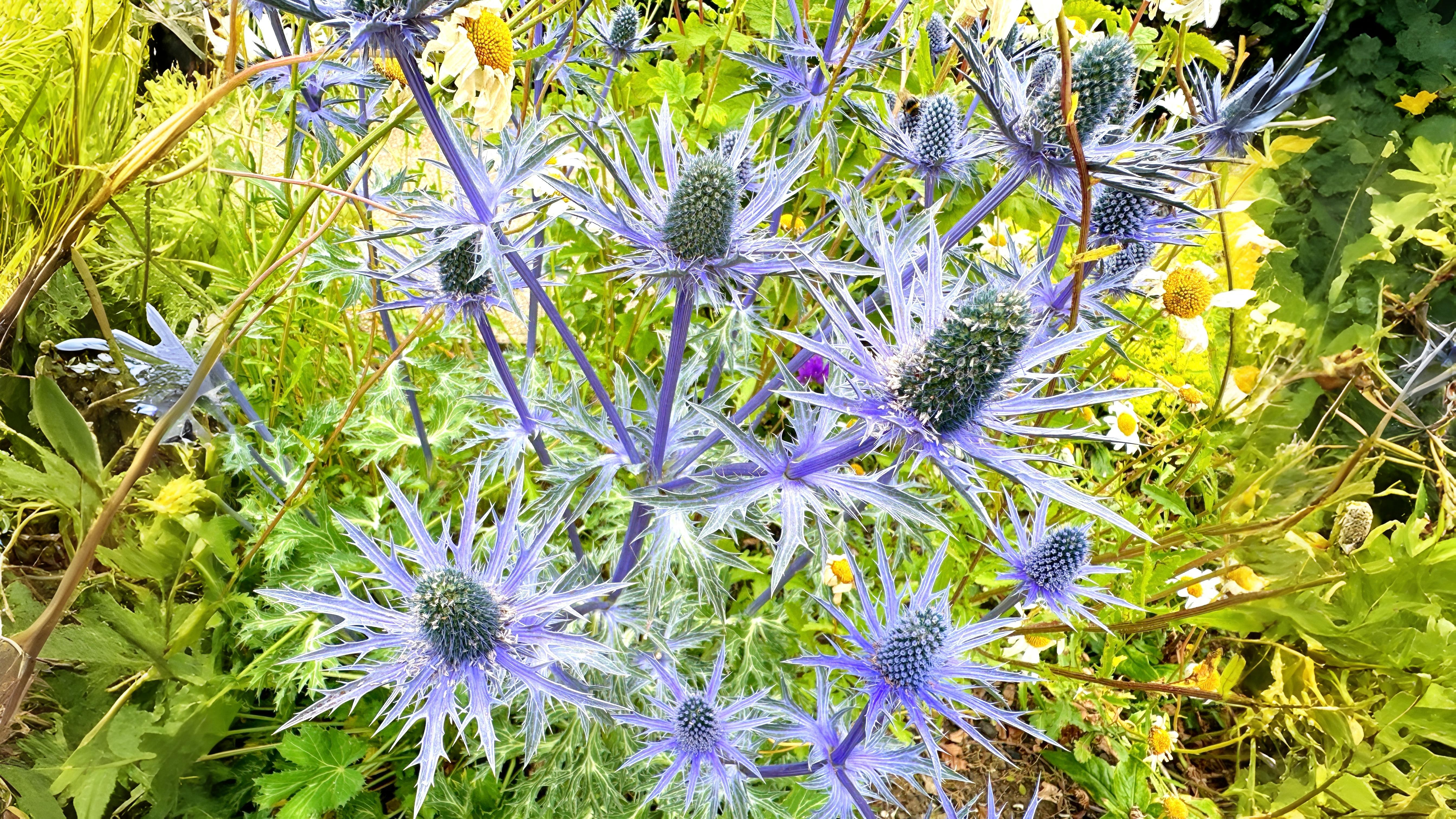 15-July London’s Garden Revolution Section Image