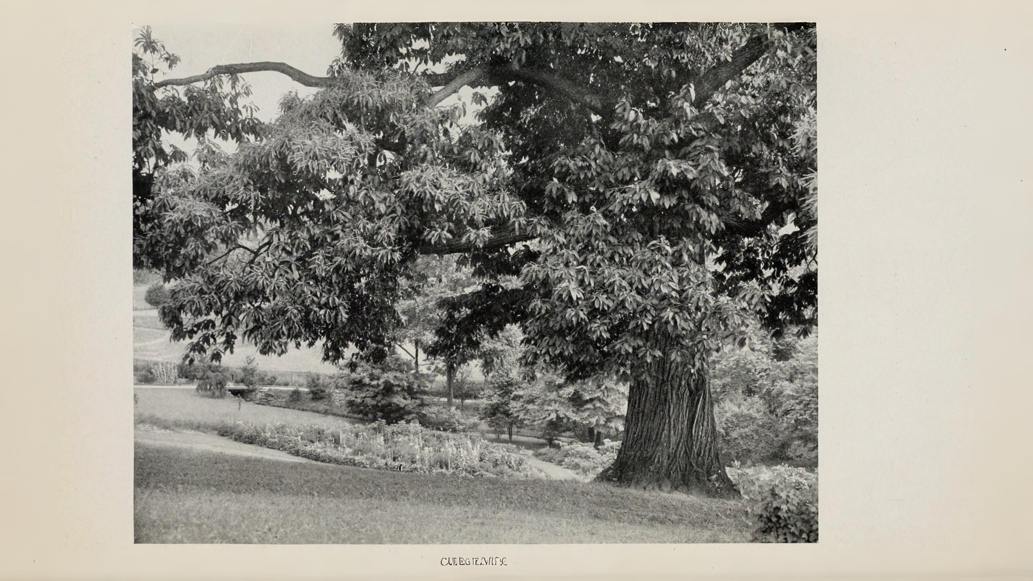 16-July London in Bloom: The Trees of July Section Image