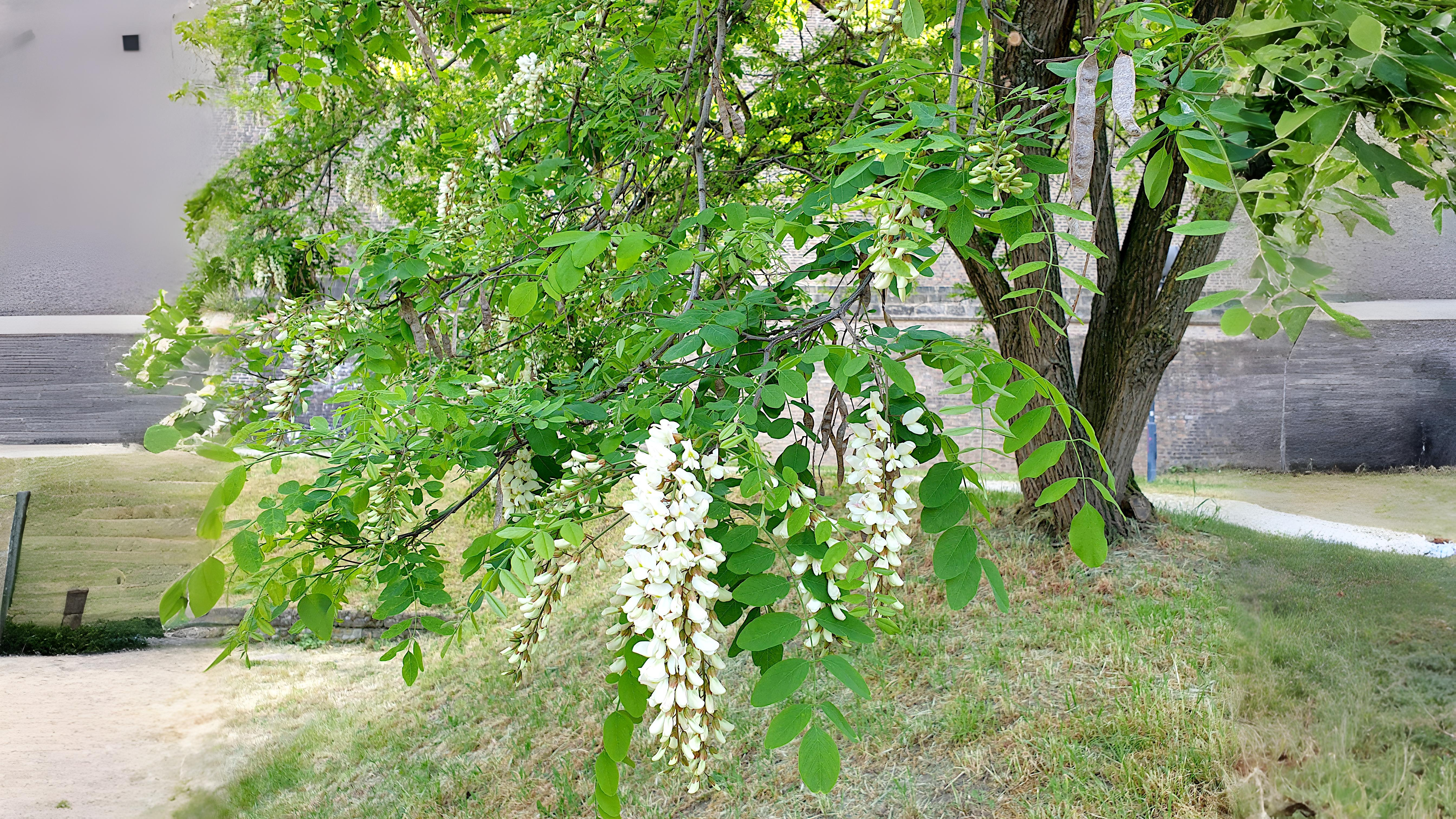 16-July London in Bloom: The Trees of July Section Image