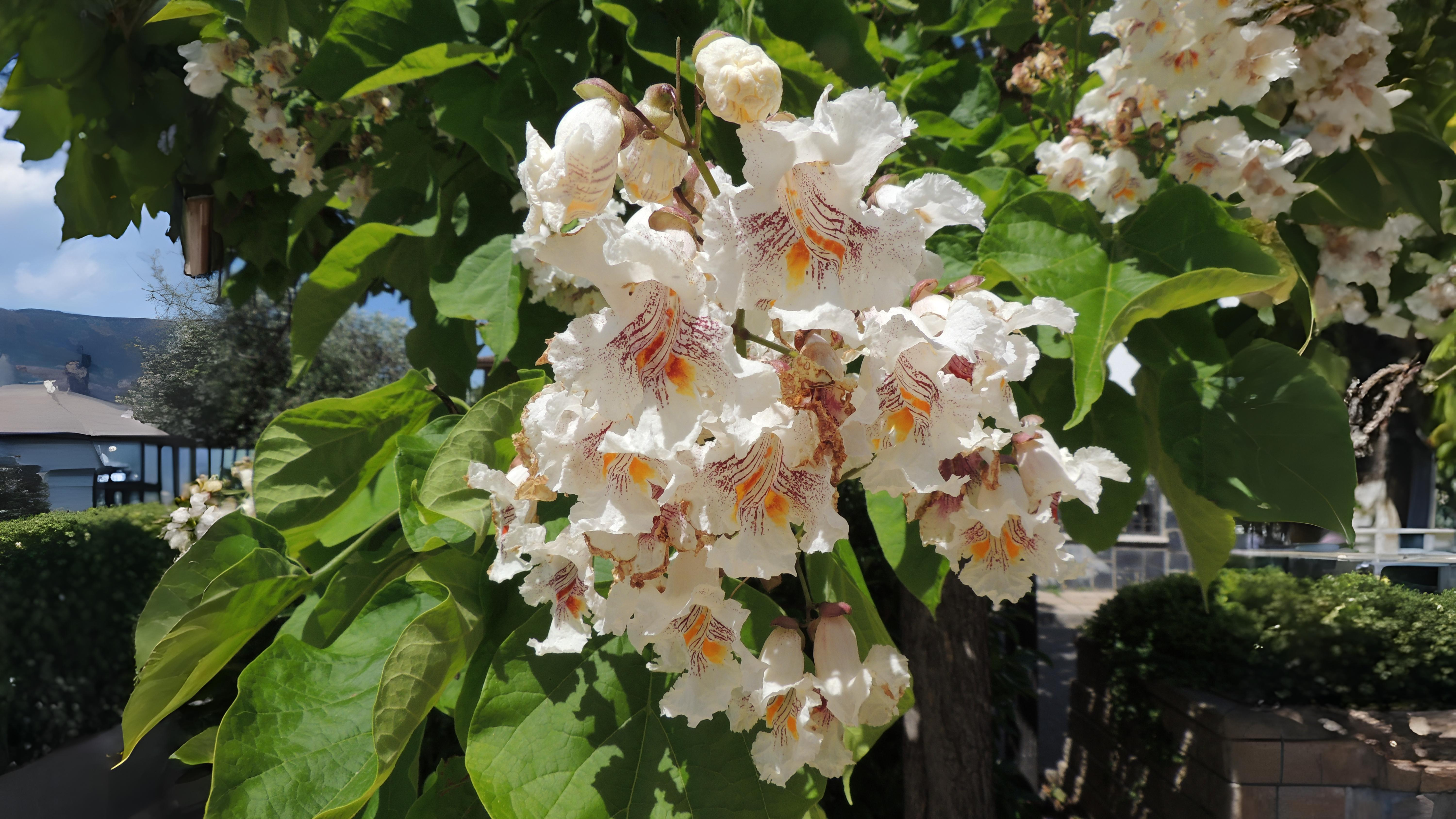 16-July London in Bloom: The Trees of July Section Image