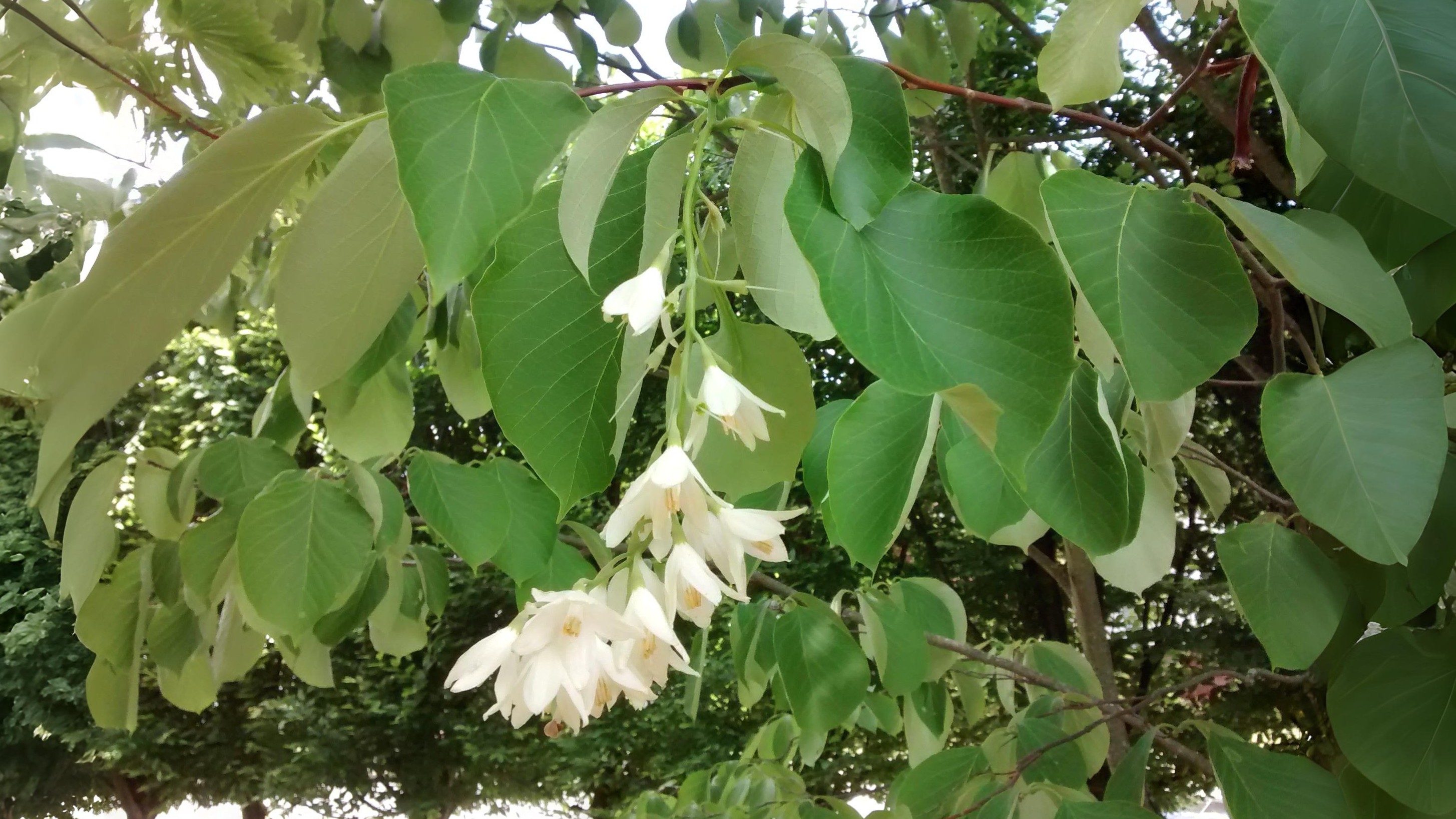16-July London in Bloom: The Trees of July Section Image