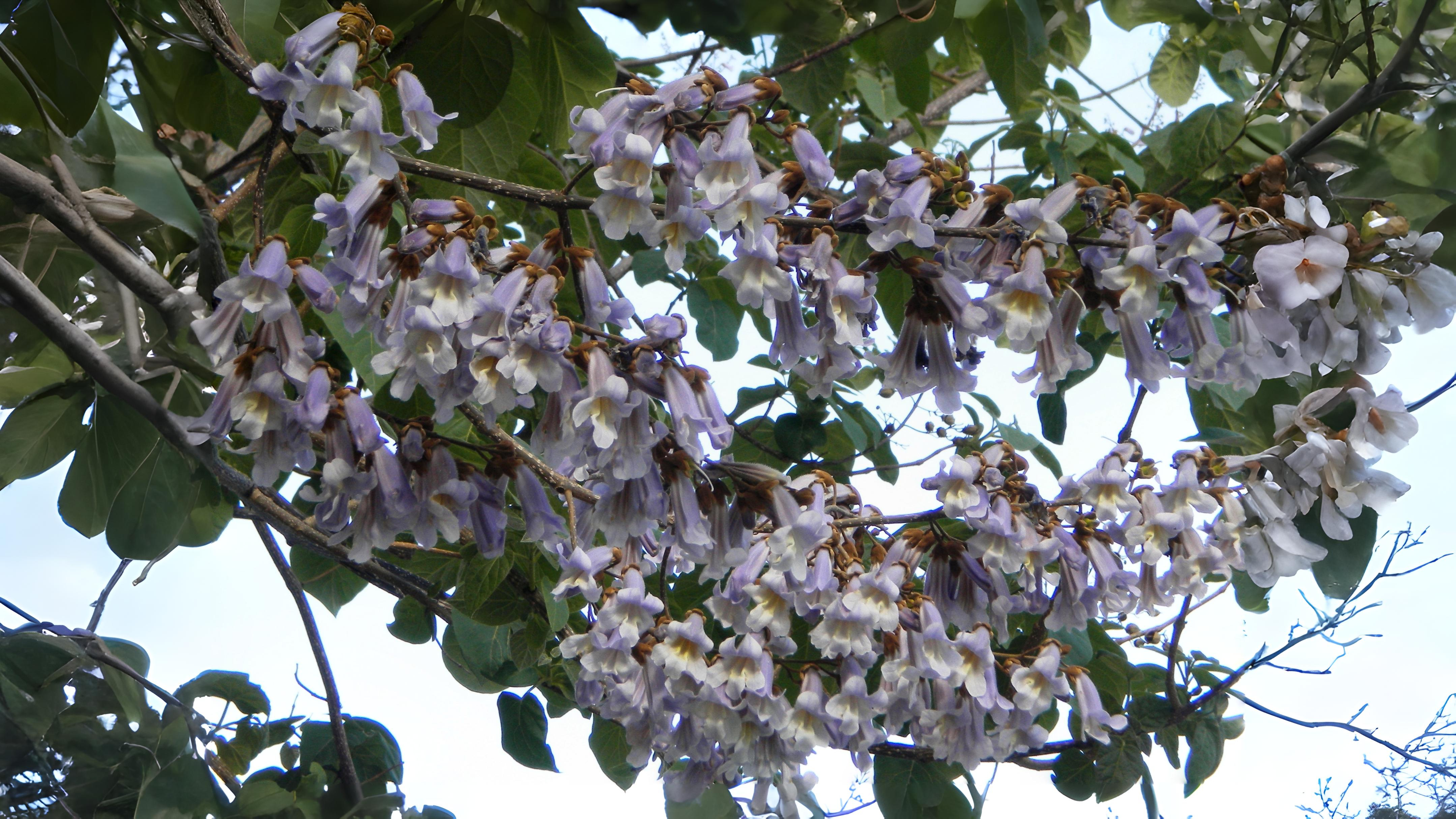 17-July Leaves, Fruits & Shrubs: London’s Quiet Summer Shift Section Image