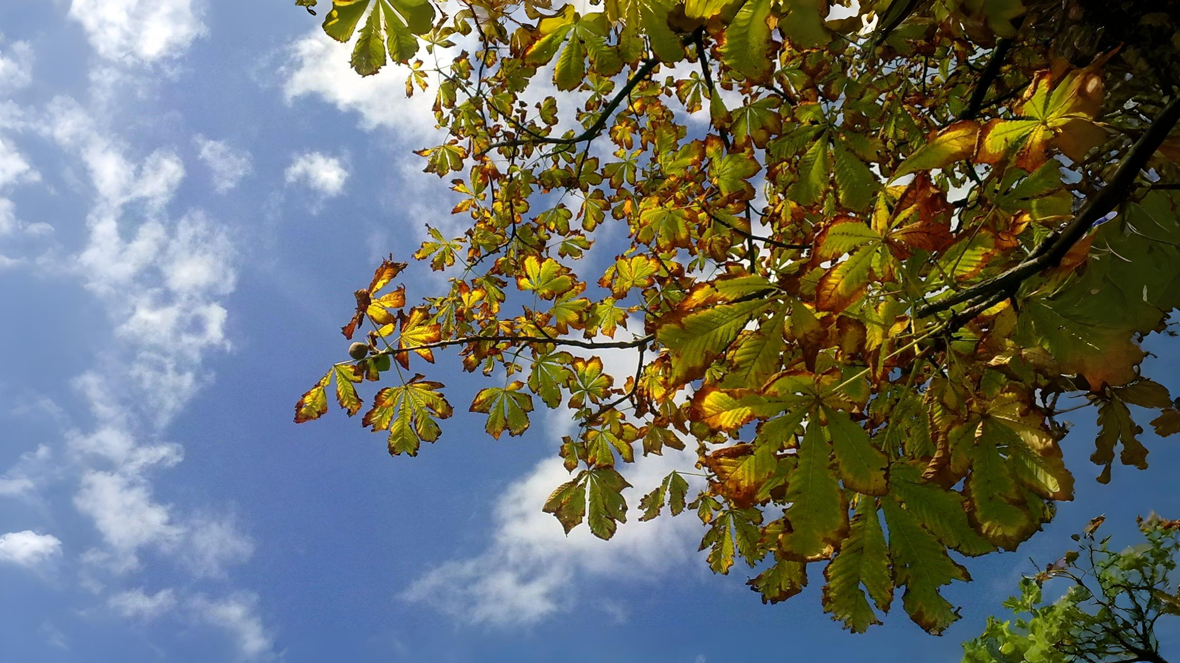17-July Leaves, Fruits & Shrubs: London’s Quiet Summer Shift Section Image
