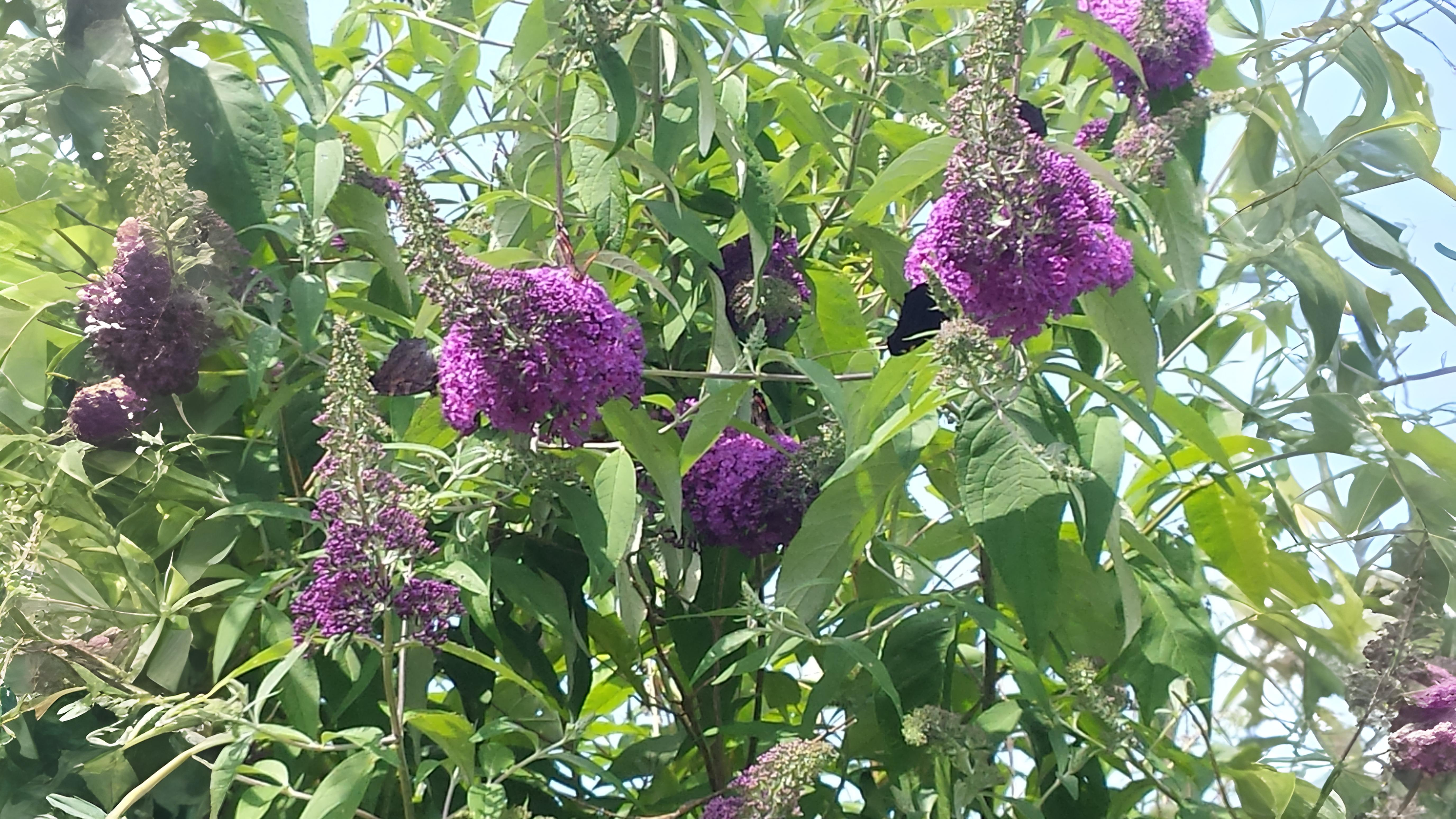 17-July Leaves, Fruits & Shrubs: London’s Quiet Summer Shift Section Image