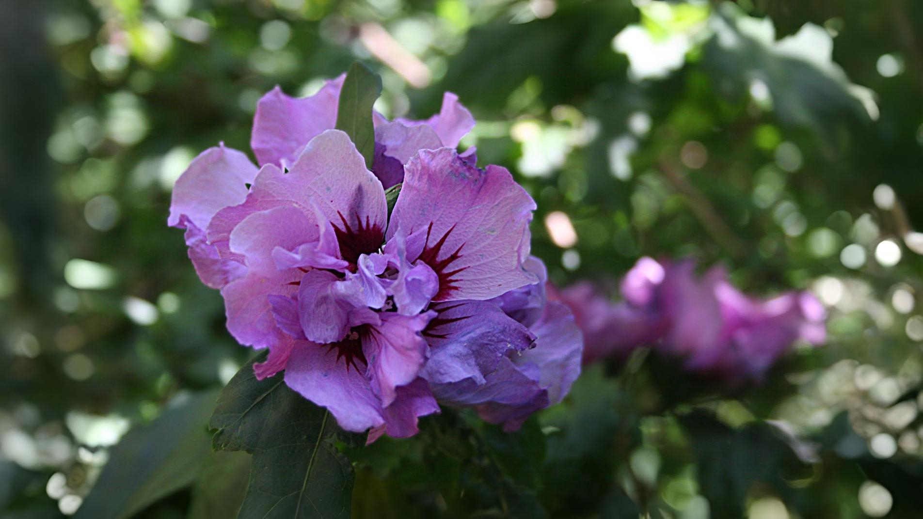17-July Leaves, Fruits & Shrubs: London’s Quiet Summer Shift Section Image