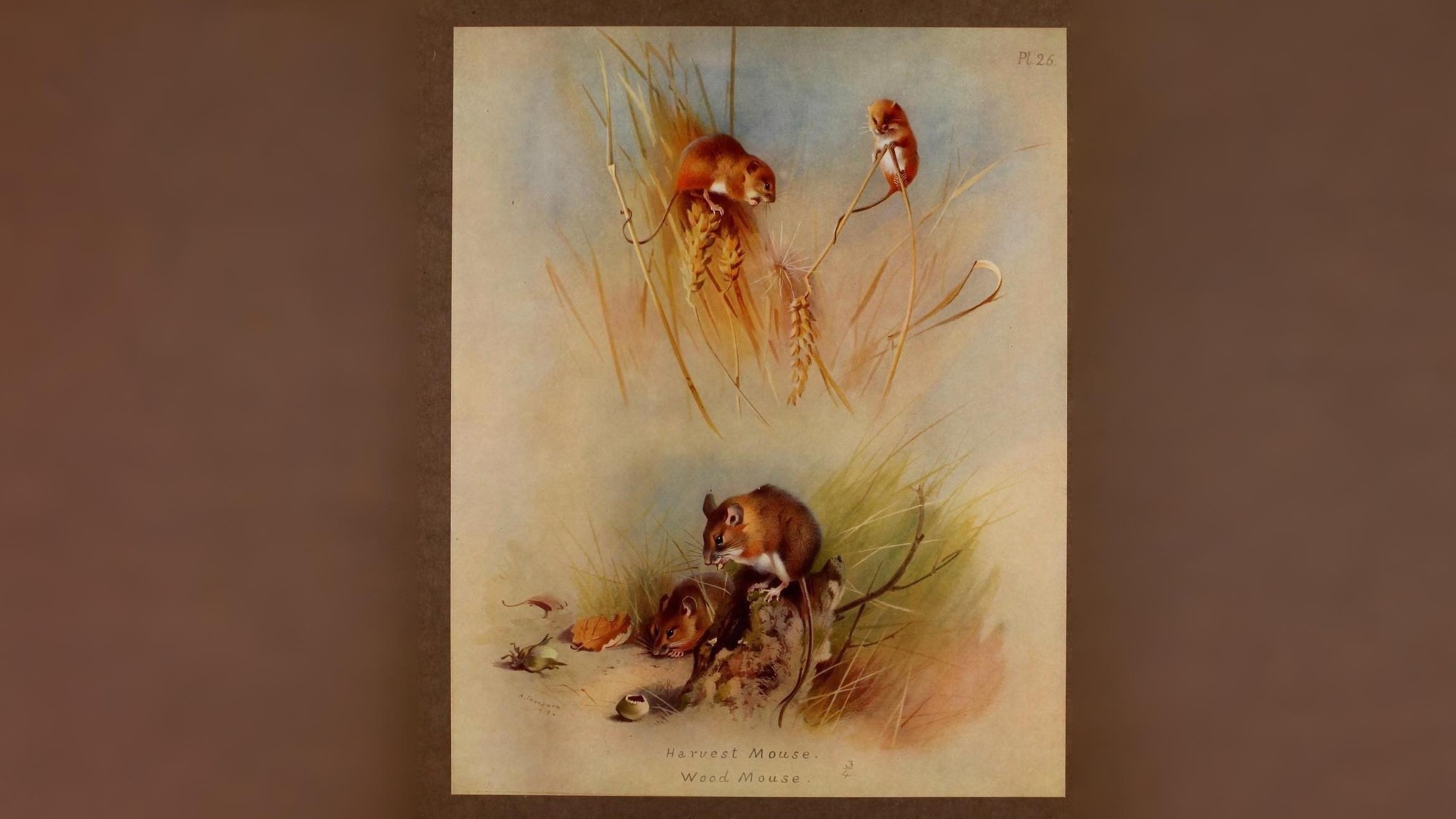 18-July Midsummer Mammals: Life on the Move Section Image