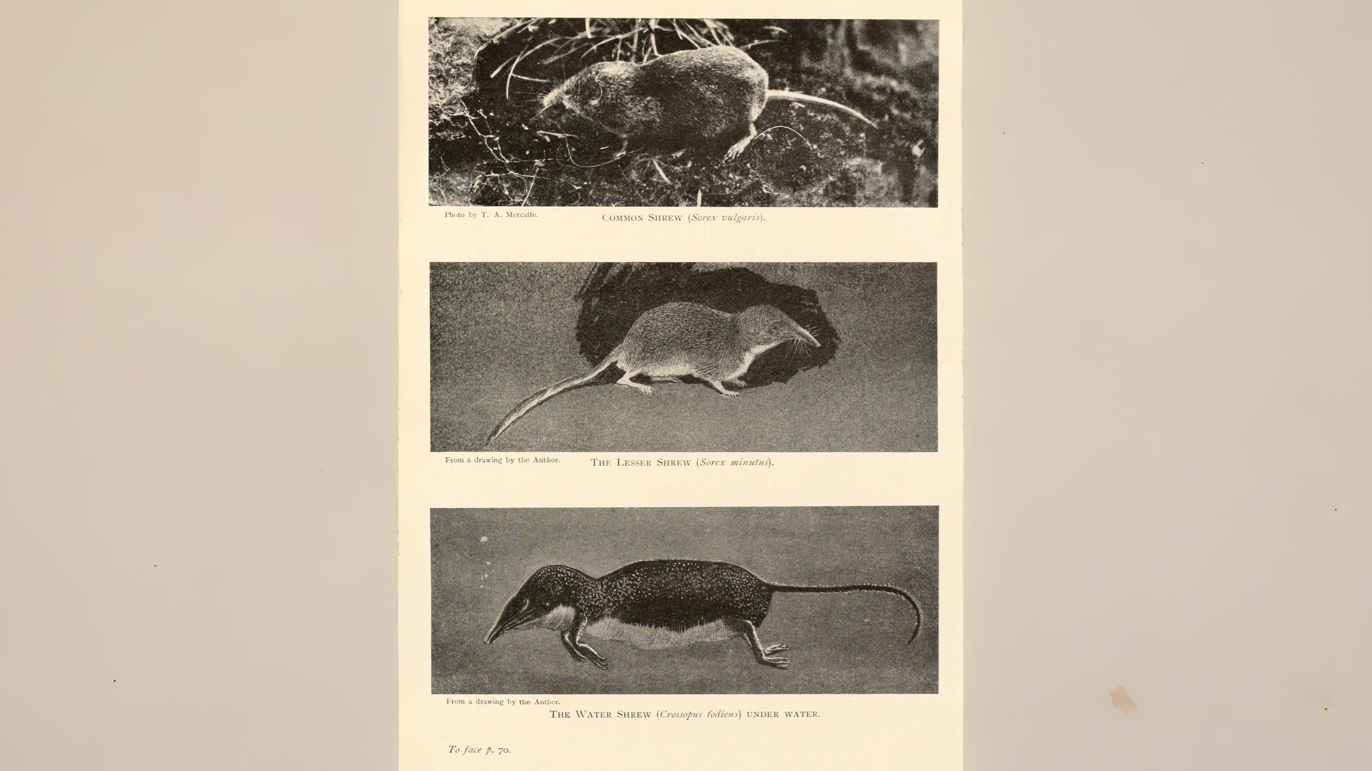 18-July Midsummer Mammals: Life on the Move Section Image