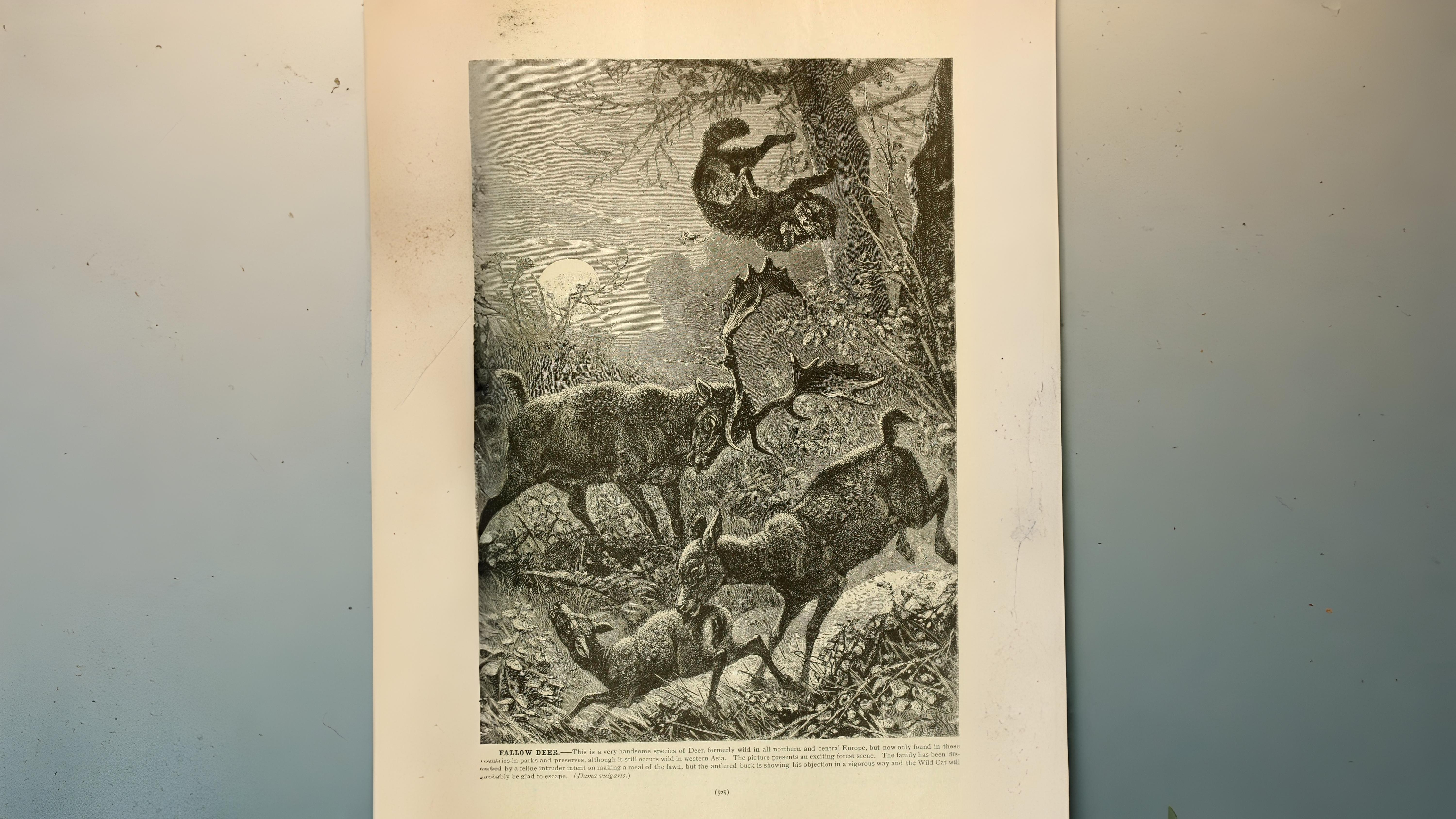 18-July Midsummer Mammals: Life on the Move Section Image