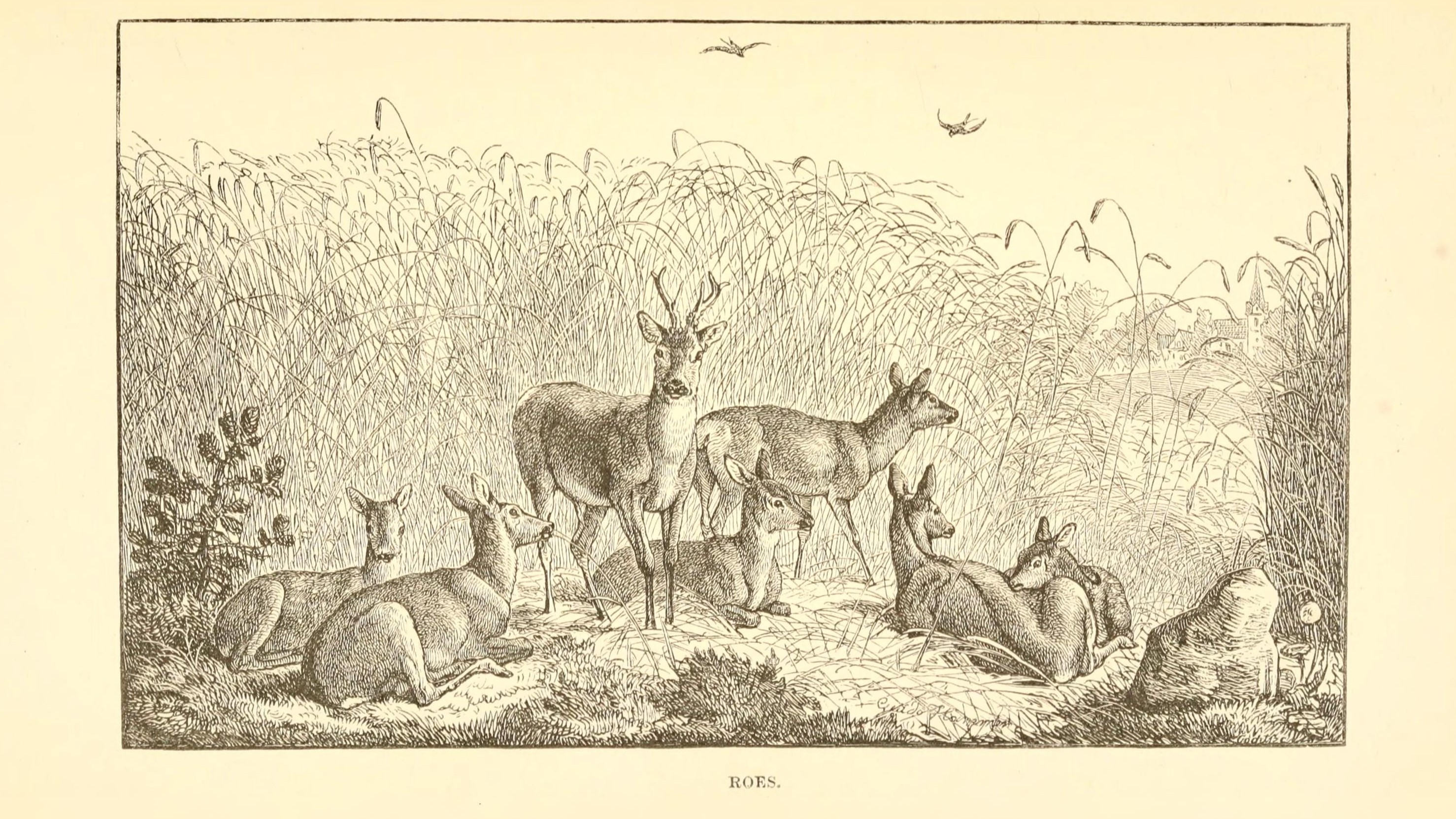 18-July Midsummer Mammals: Life on the Move Section Image