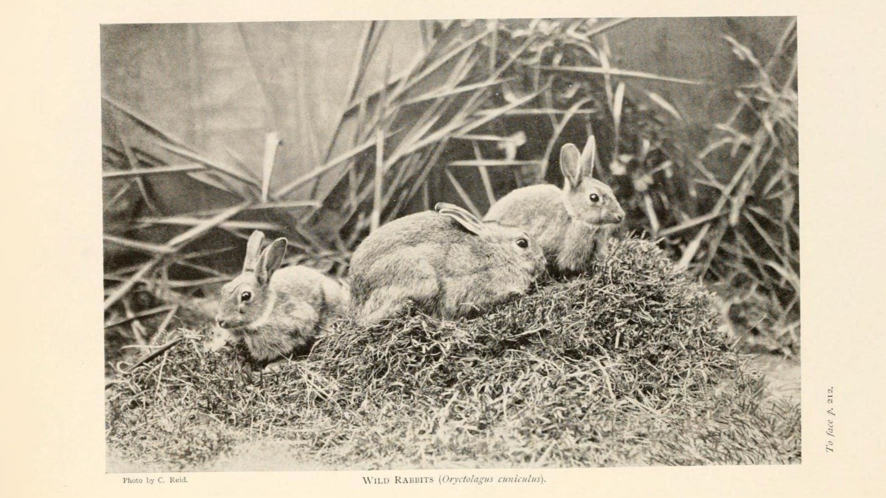 18-July Midsummer Mammals: Life on the Move Section Image