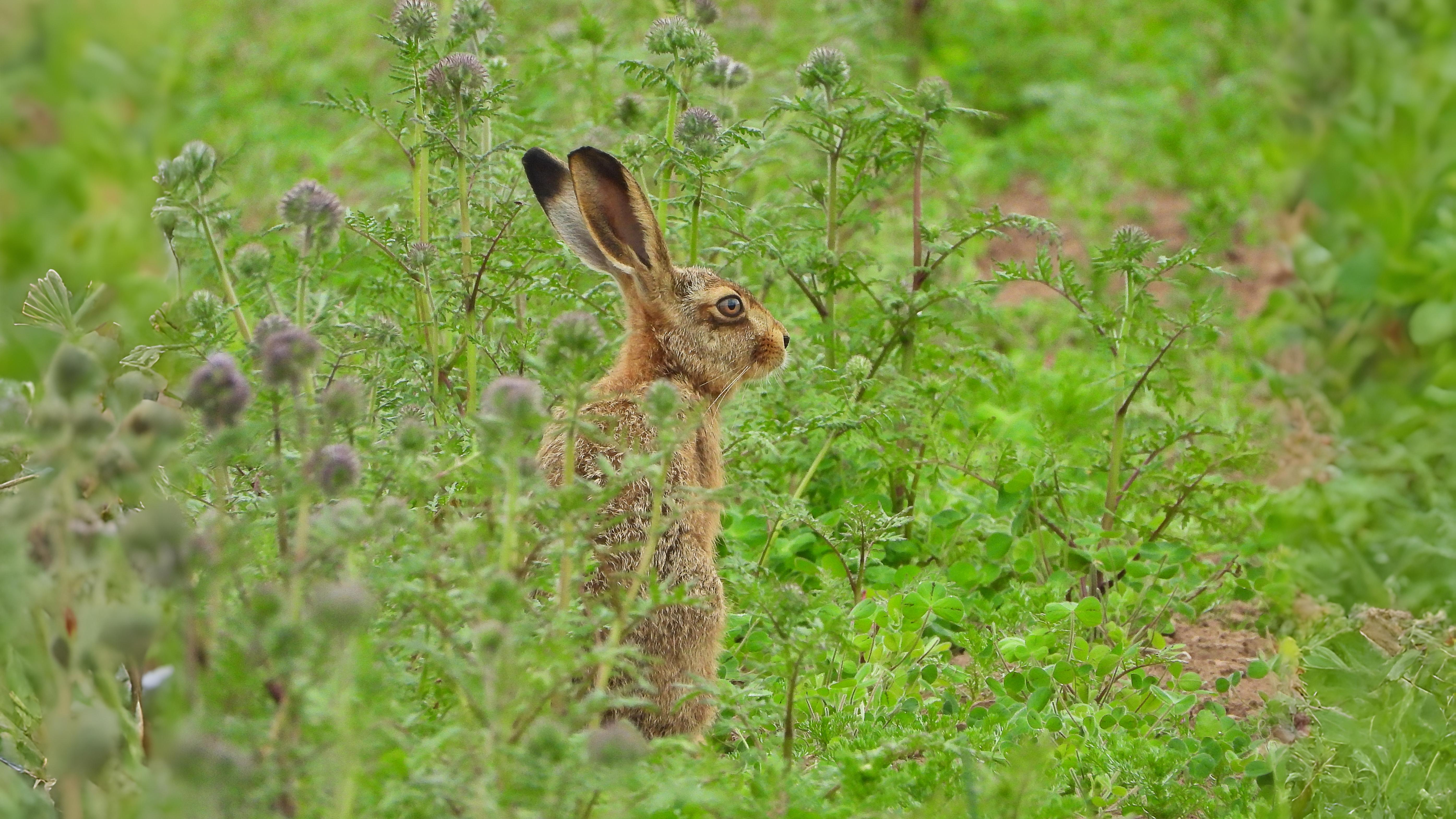 18-July Midsummer Mammals: Life on the Move Section Image