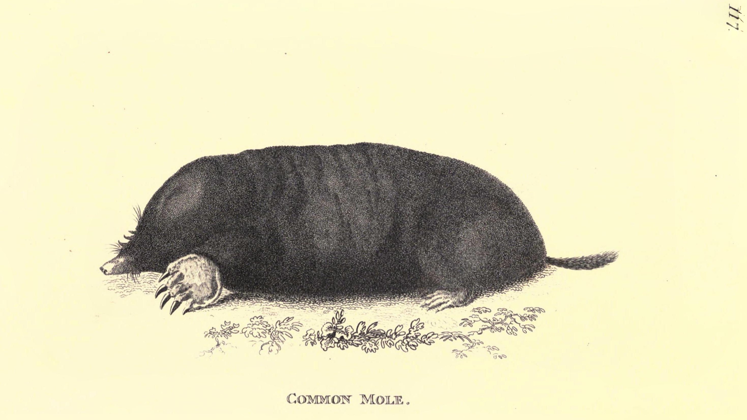 19-July London’s Small Mammals in Summer Section Image