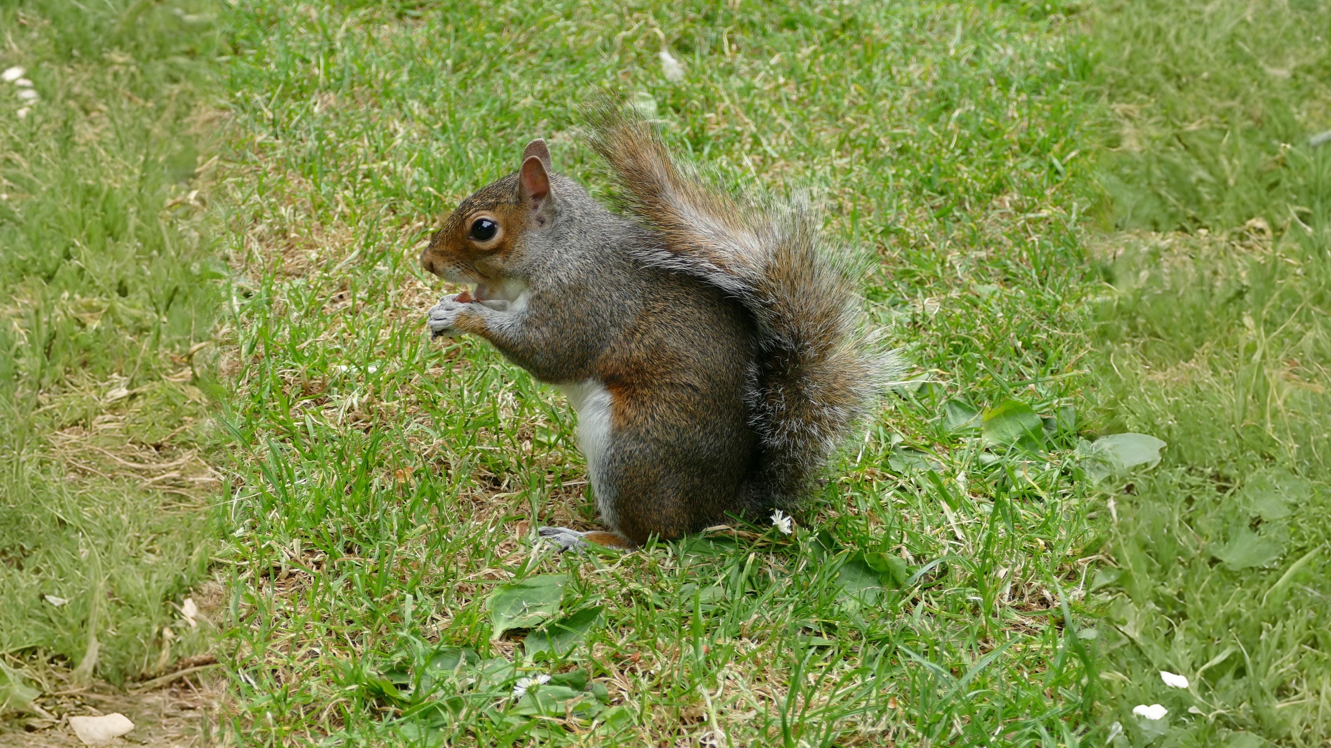 19-July London’s Small Mammals in Summer Section Image