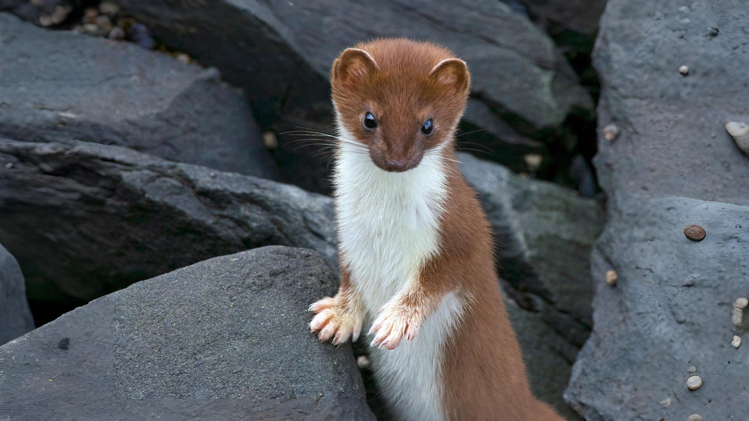 19-July London’s Small Mammals in Summer Section Image