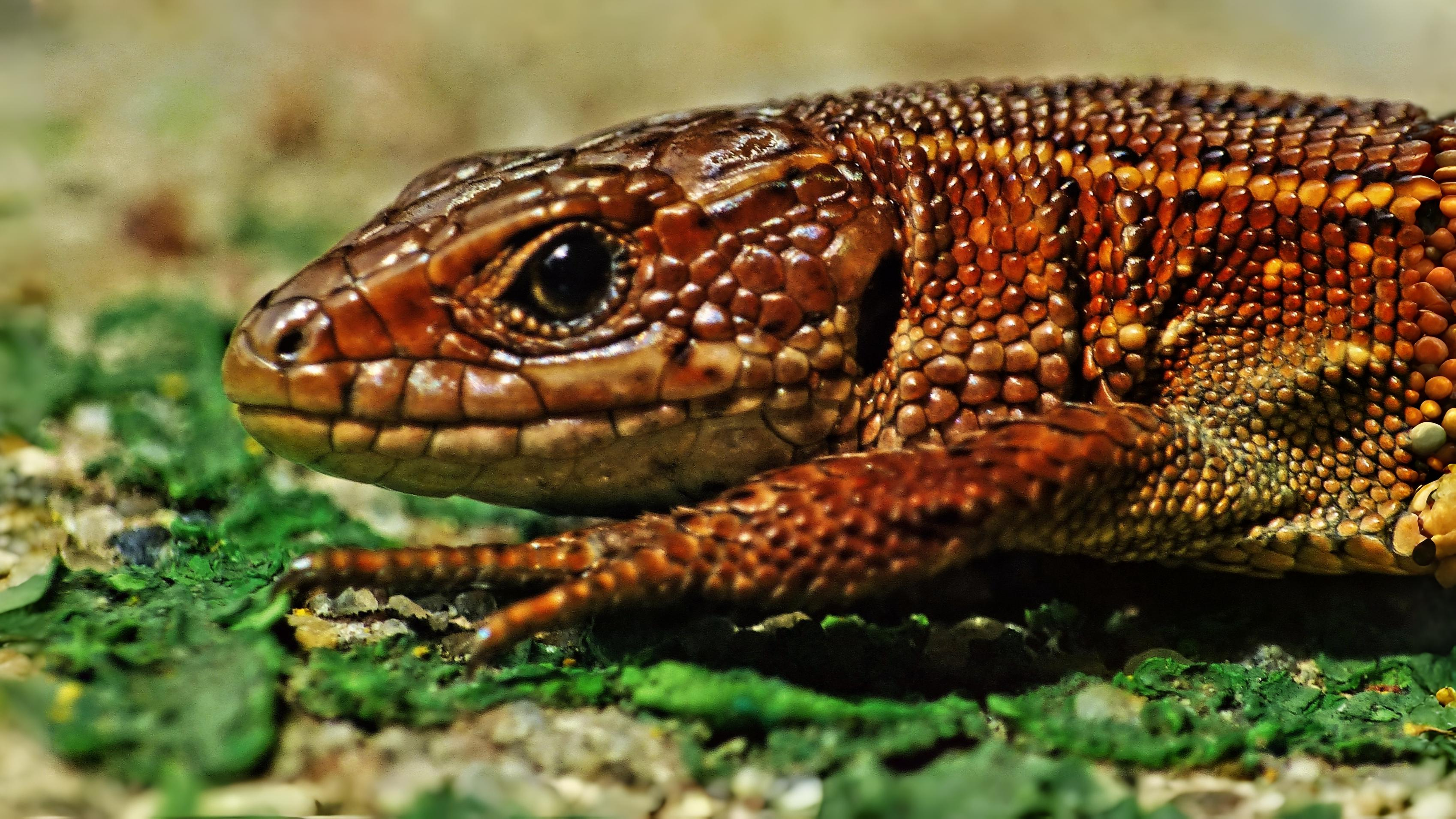 20-July London’s July Wildlings: Adders, Algae & Aquatic Spectacles Section Image