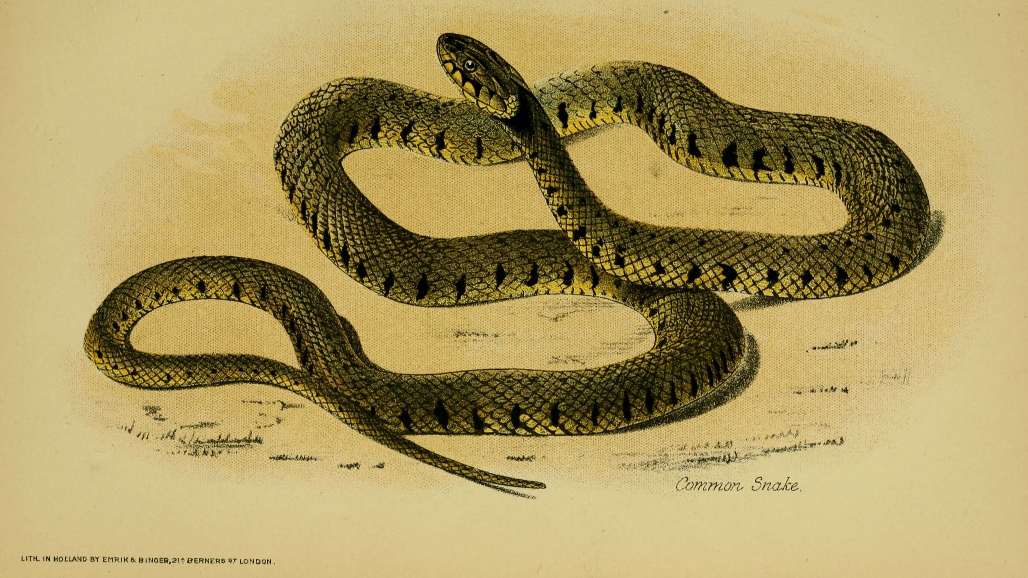 20-July London’s July Wildlings: Adders, Algae & Aquatic Spectacles Section Image