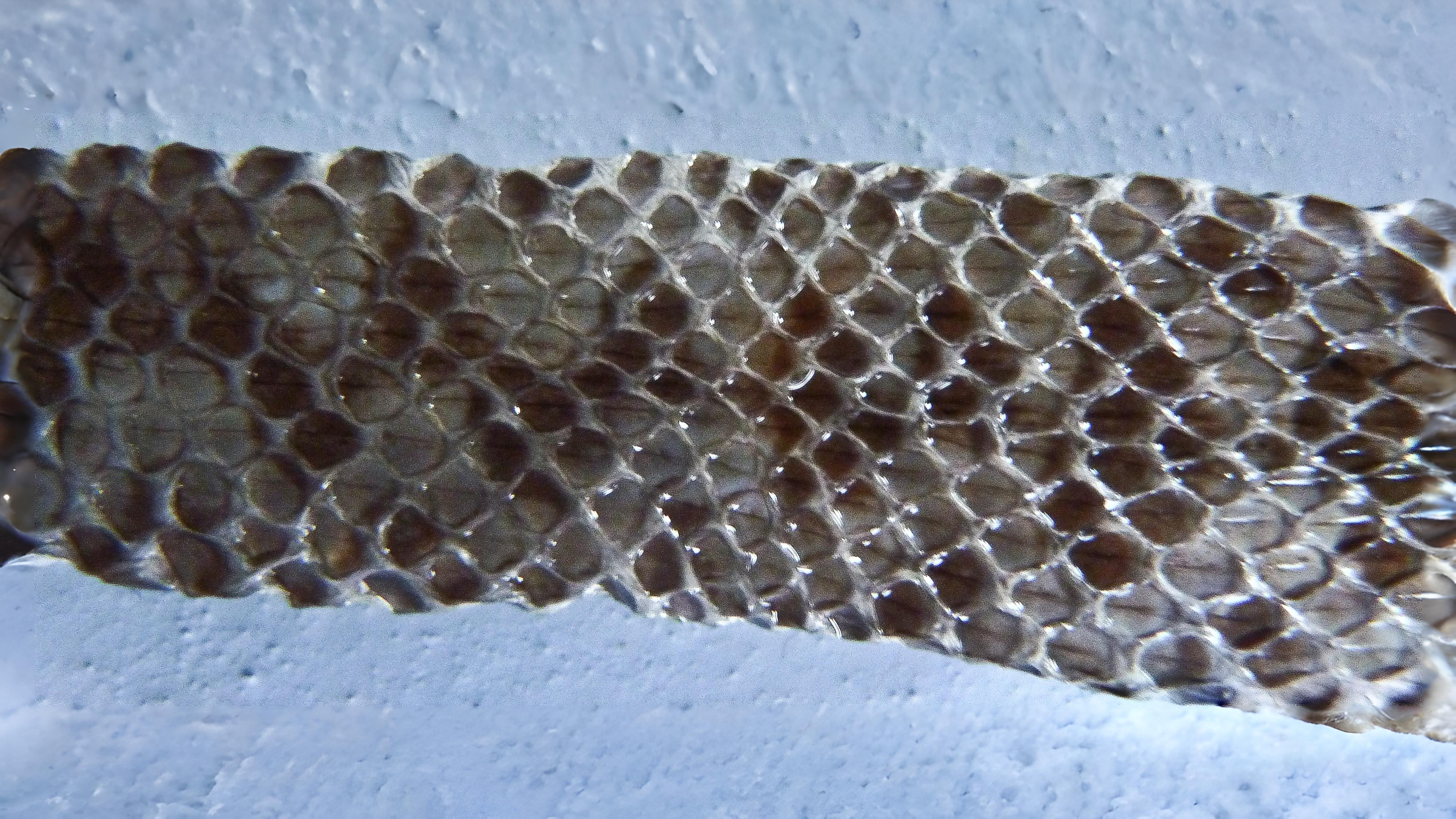 20-July London’s July Wildlings: Adders, Algae & Aquatic Spectacles Section Image