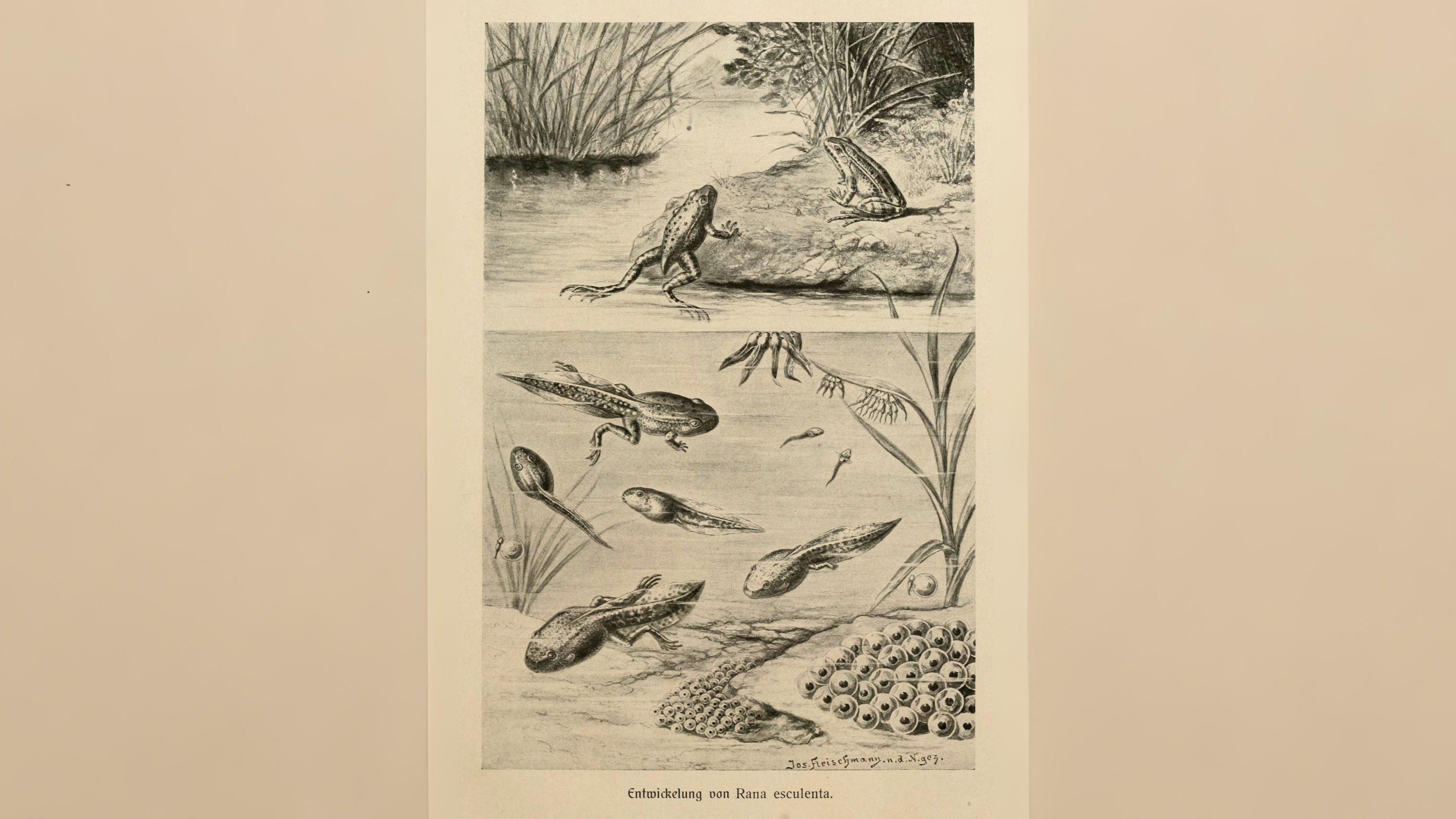 20-July London’s July Wildlings: Adders, Algae & Aquatic Spectacles Section Image