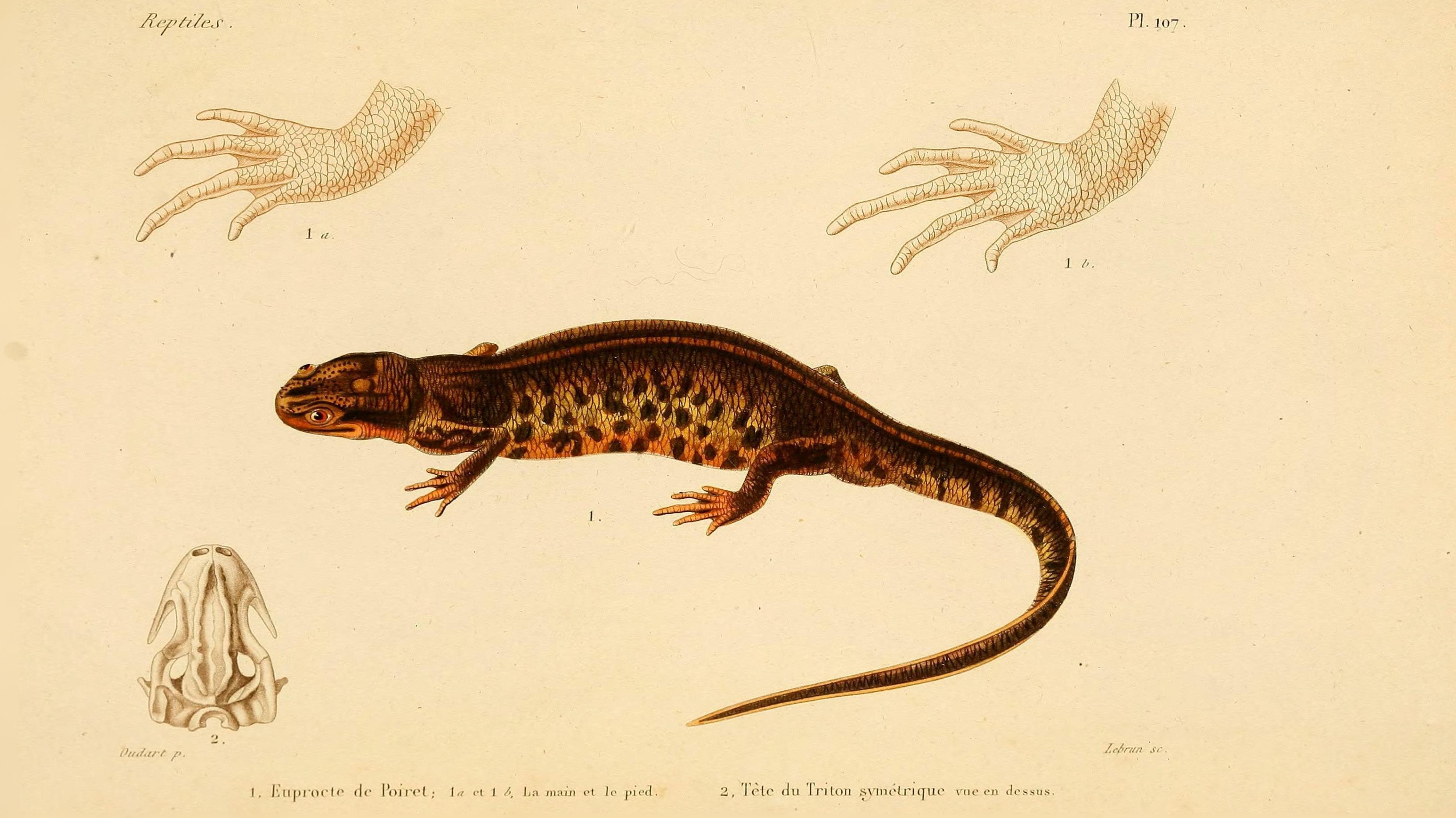 20-July London’s July Wildlings: Adders, Algae & Aquatic Spectacles Section Image