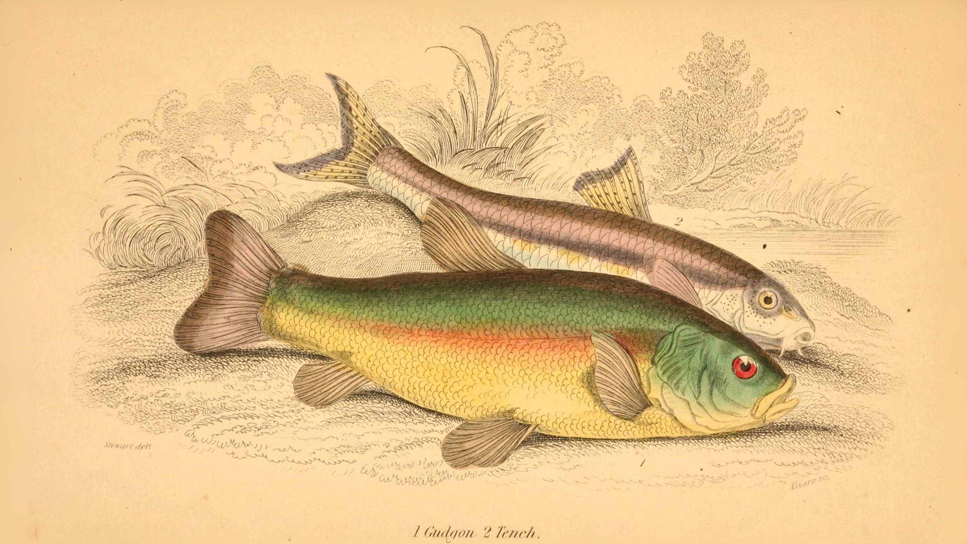 20-July London’s July Wildlings: Adders, Algae & Aquatic Spectacles Section Image