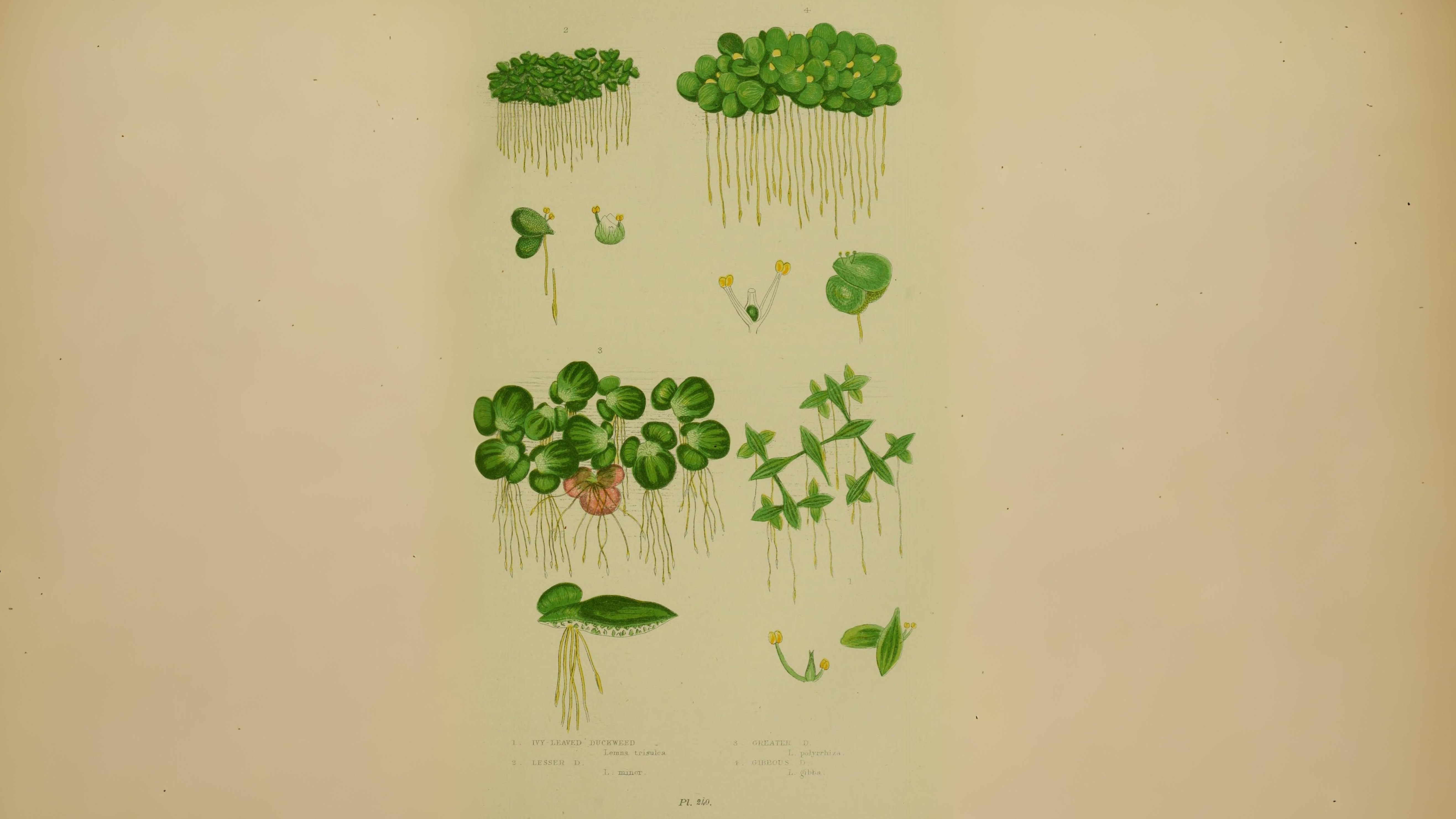 20-July London’s July Wildlings: Adders, Algae & Aquatic Spectacles Section Image