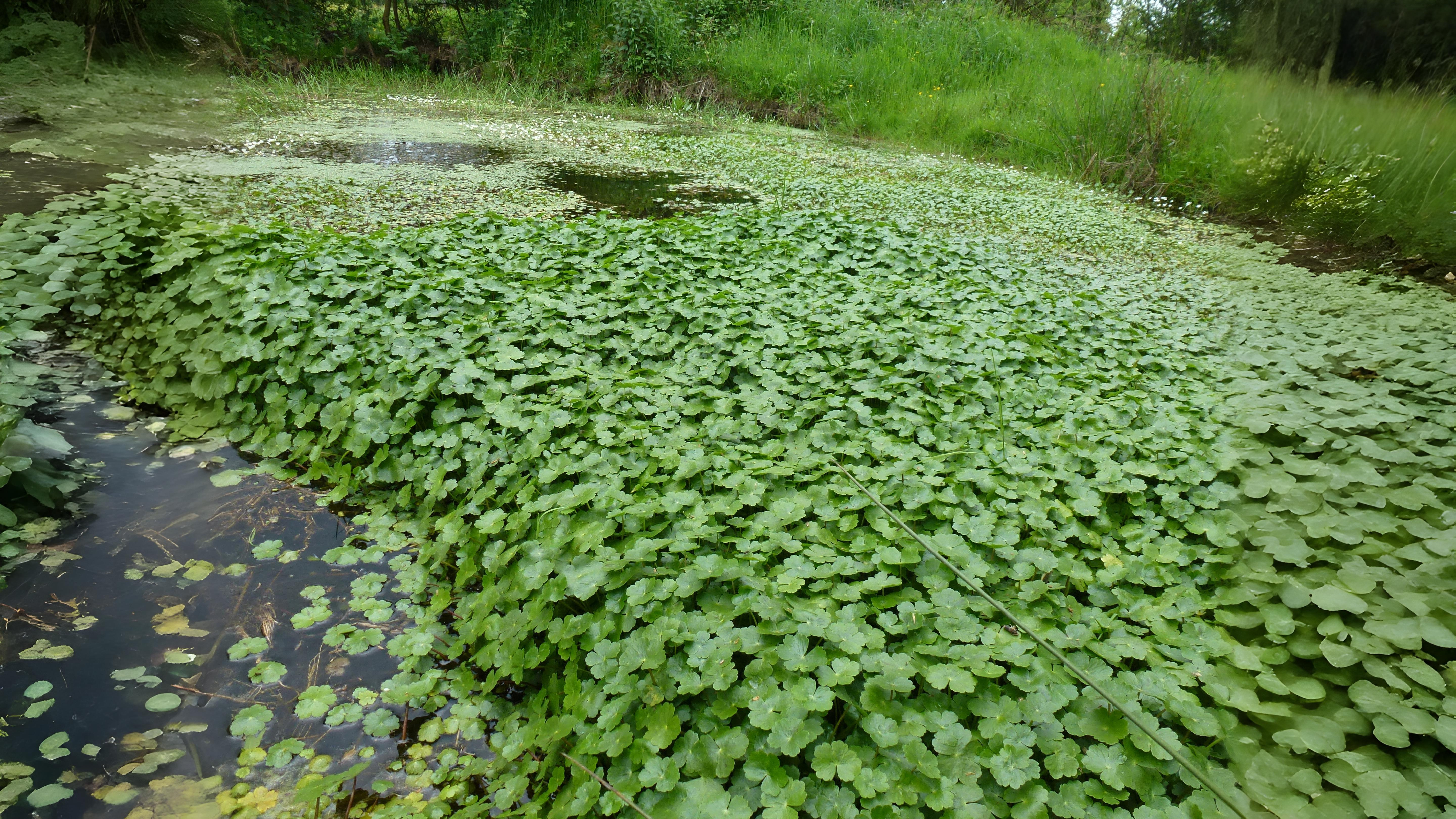 20-July London’s July Wildlings: Adders, Algae & Aquatic Spectacles Section Image