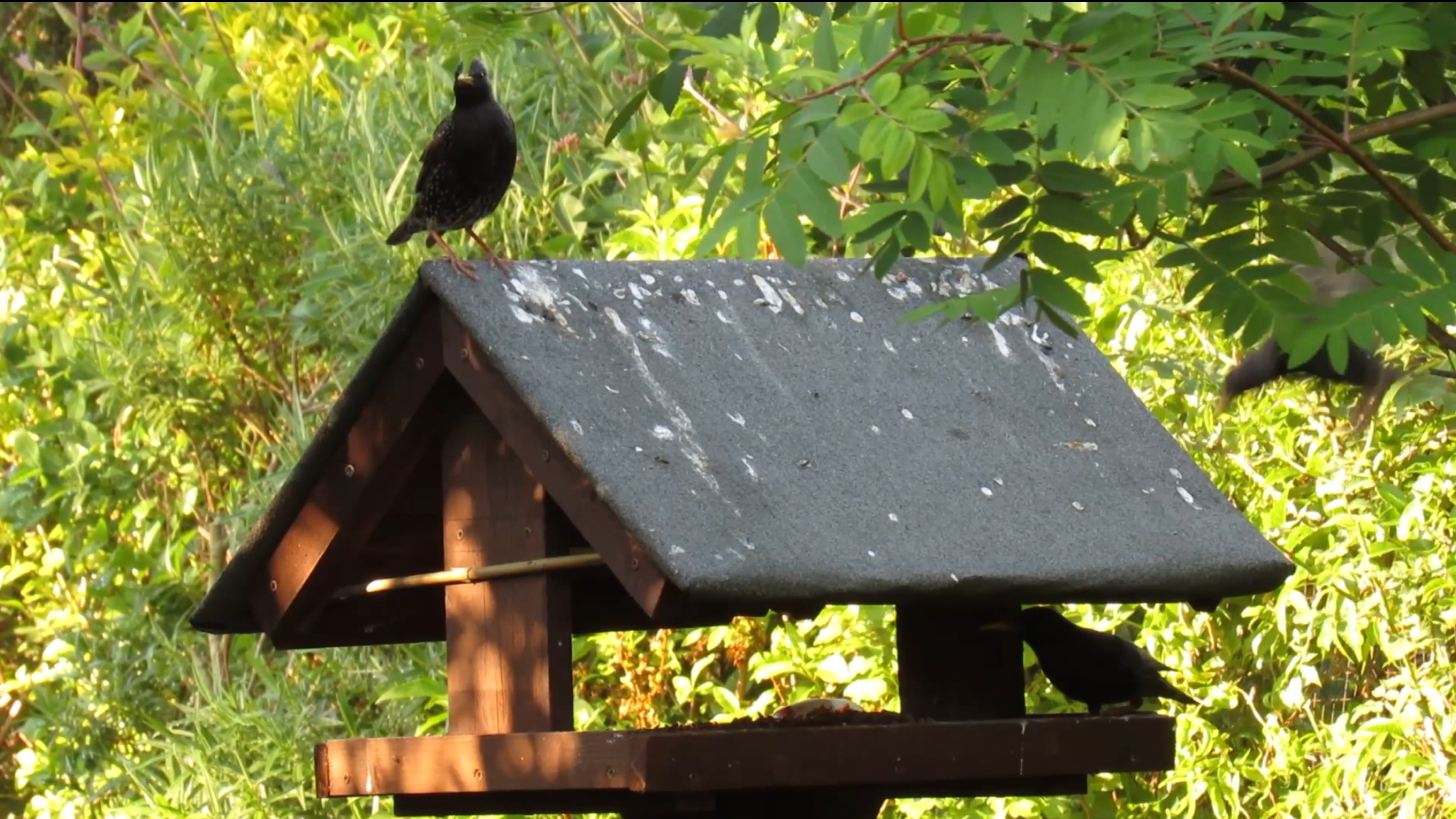 09-Jan Winter Wildlife at Your Feeder Section Image