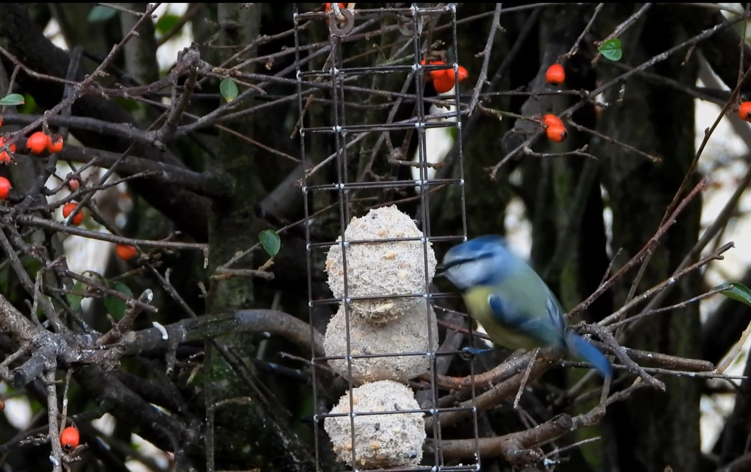 09-Jan Winter Wildlife at Your Feeder Section Image