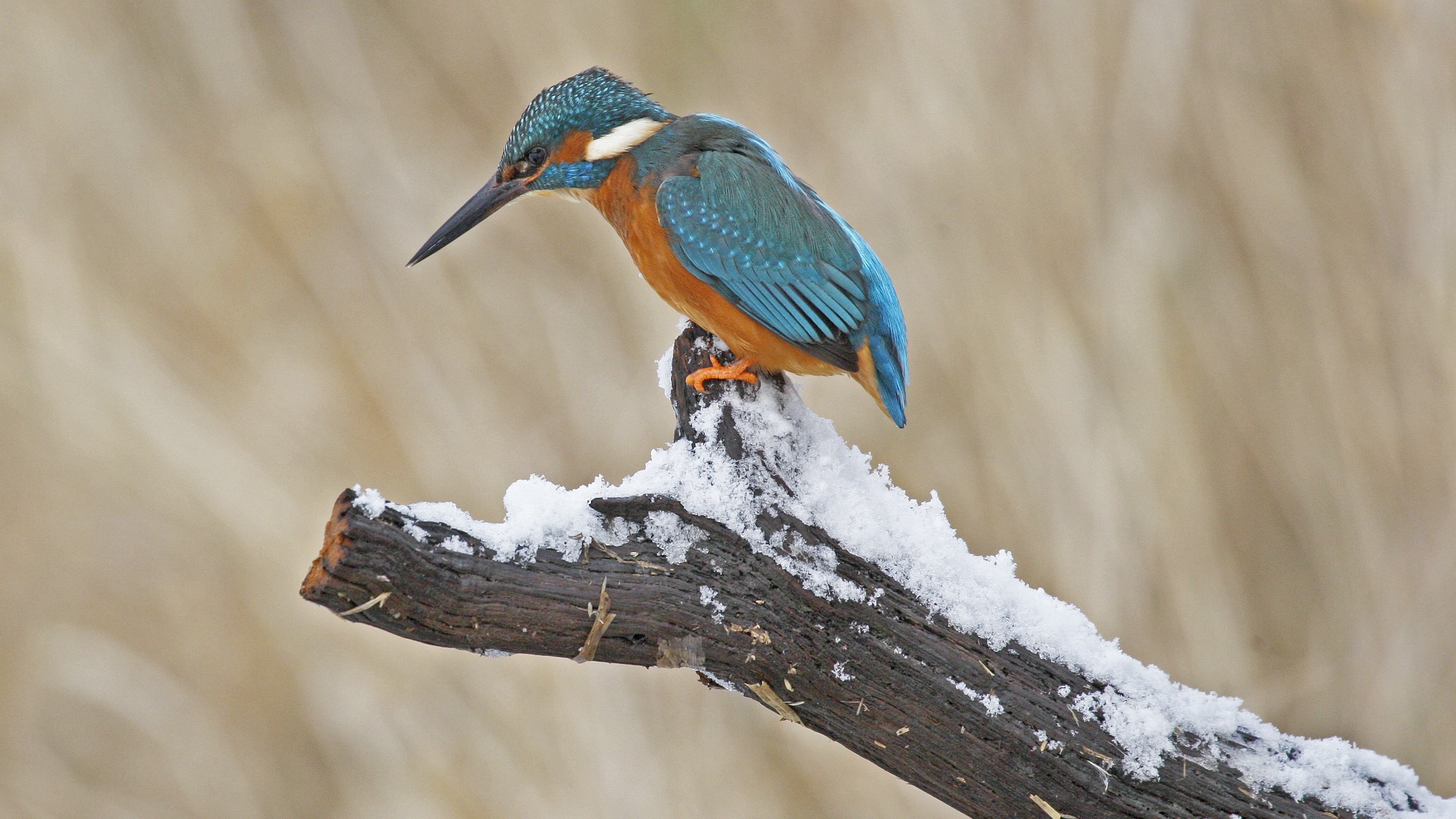 14-Jan Nature's Resilience Section Image