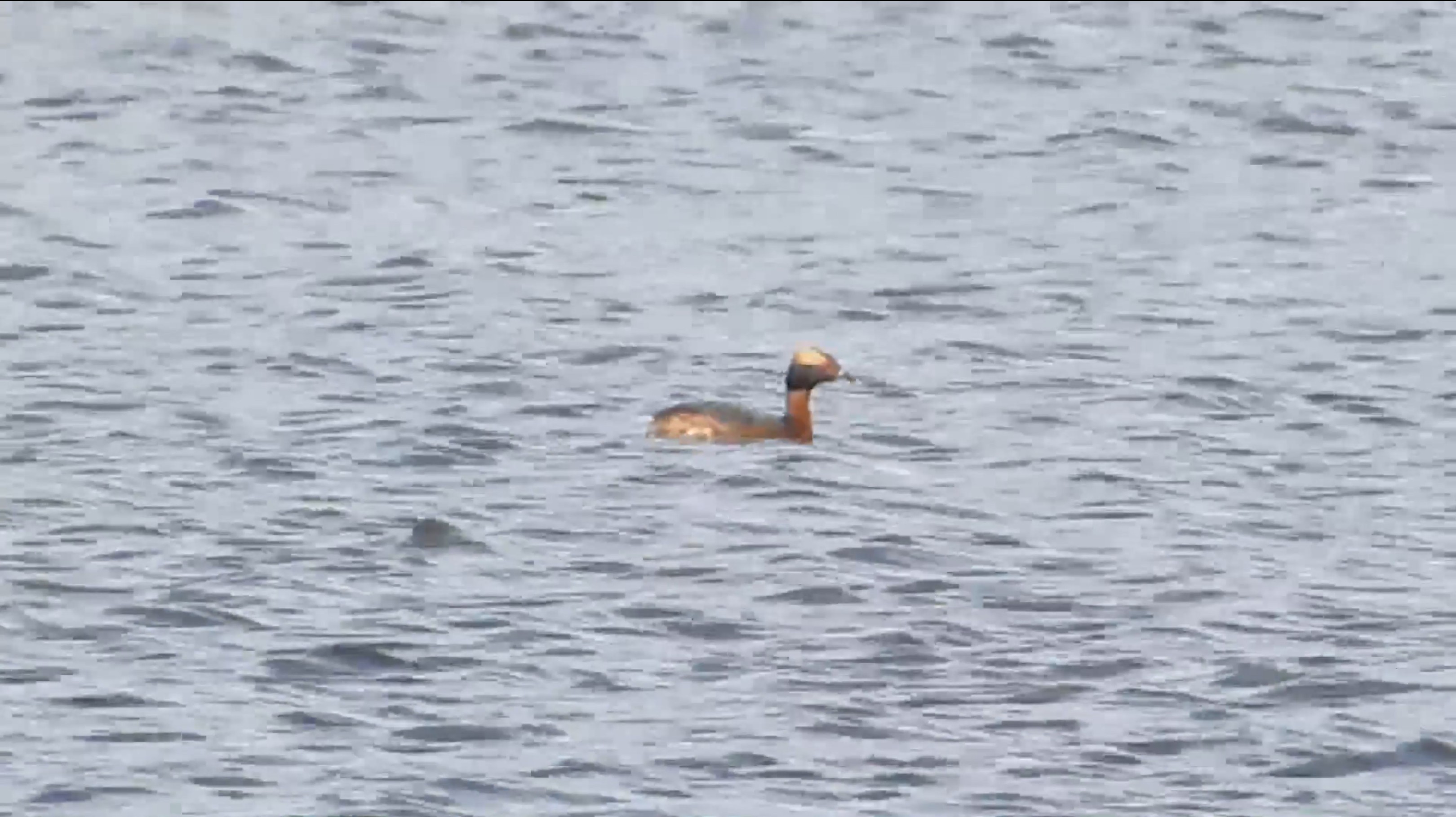 10-Jan Spotting Rare Birds Section Image